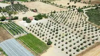 Urla Kuş&ccedil;ular Satılık Tarla &Ccedil;ekimi