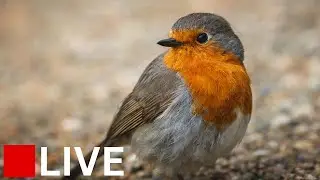 🌧️ Birds Singing in the Rain 🌿☔ | LIVE Scottish Relaxing Nature Stream