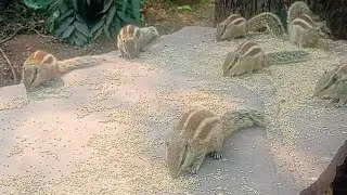 #squirrelstory #squirrelwatching #animallovers 