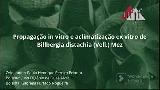 UFJF/SEMIC 2023 - Propaga&ccedil;&atilde;o in vitro e aclimatiza&ccedil;&atilde;o ex vitro de Billbergia distachia(Vell.) Mez