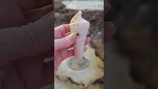 Cone Seashell in Tide Pool: Western Australia #seashell #shell #beach #sealife #oceanlife #australia