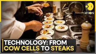 Aleph Farms gets approval to sell cultivated steaks in Israel | WION