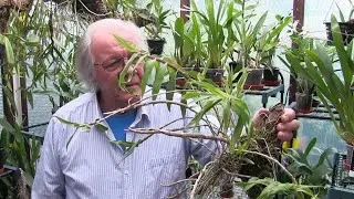 My Sunday Orchid Chat - When Is It NOT a Good Idea to Follow the Seasons ?
