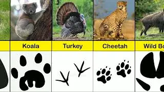 Footprints of Different Animals...