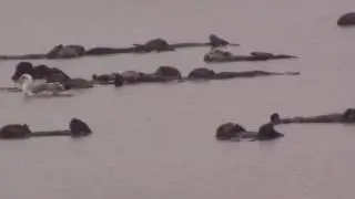 ASMR | 24 Southern Sea Otters floating in the rain
