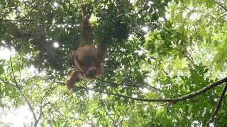 Orang utan in Ketambe, Gayo Highlands