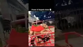#funny #comedy #dogcrazy #dogfunnyclips #dogmoments #funnyanimals #viral #subscribe #like