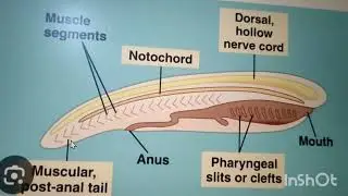 CHORDATE ( DISTINCTIVE CHARACTERS)
