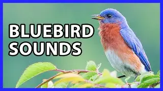 Eastern Bluebird Songs and Sounds