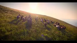 Virbac &mdash; формируя будущее здоровья животных