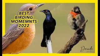Best Birding Moments 2022