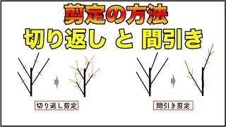 【5分で理解！】切り返し剪定と間引き剪定について！【樹の栽培】