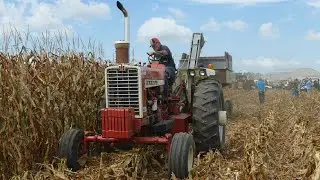 Farmall 1206 Turbo Harvesting Corn With New Idea Corn Harvester
