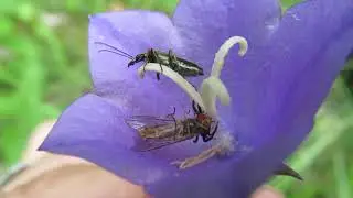 Microcosmos dans une fleur de Campanule...