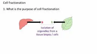 Cell fractionation updated: A level Biology