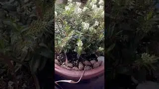 Мои вечнозелёные ХЕБЕ в утреннем саду 🧚🏻&zwj;♀️ Mein Garten am Morgen 🧚🏻&zwj;♂️21.11.23..