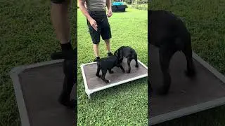 10 week old female cane Corso pups. Working on sit and place commands.  battlefieldk9.com