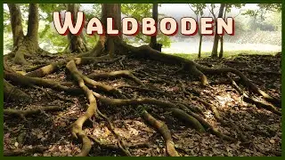 Wieso wir unseren Waldboden sch&uuml;tzen sollten! (Gr&uuml;nde f&uuml;r den Bodenschutz)