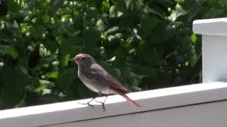 Die Hausrotschwanz Sechslinge im Nest