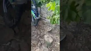 Field Demo Of inRow Cultivator For Weeding & Tillage || Made By Cellier Boisset France || #shorts