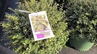 Ilex crenata 'Helleri' (Japanese Holly) // OUTSTANDING, Glossy EVERGREEN foliage, LOW maintenance