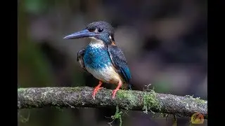Birds of Hulu Langat, Selangor, Malaysia