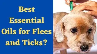 Best Essential oils for flees and ticks on dogs?