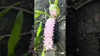 Nature&rsquo;s gentle beauty in full bloom 💗 #orchid #blooming #nature #morning #indonesia