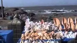 Kanyakumari  conches and shells