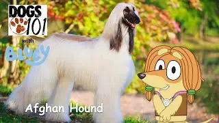 Dogs 101 with Bluey S1 E4: Afghan Hound with Indy
