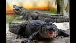 BoTravel Florida Rundreise &acute;13 6.Etappe Cocoa Beach ,via Palm Beach Everglades NP & Miami