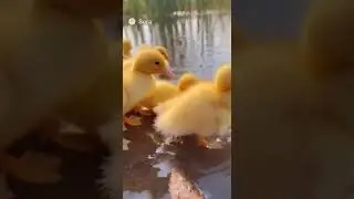 🐥 Ducklings Push and Splash Together &mdash; Realistic 4K Heartwarming Scene #aivideo #sora2