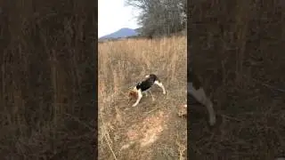 Rabbit Hunting with beagles