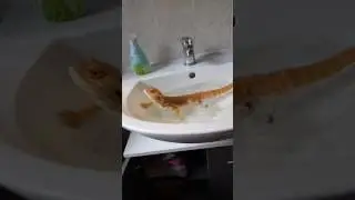 Bartagame badet
