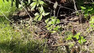 Sandbienen in Slo-Mo (2/2)
