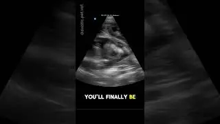 Pregnant Cat X-Ray and Ultrasound: Find Out How Many Kittens She&rsquo;s Having!