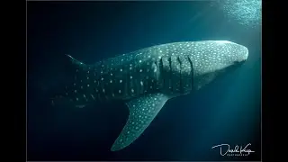 Whale Sharks, Hanifaru Bay, Maldives