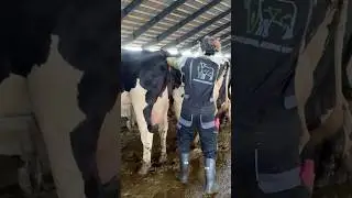 💫 Farm Girl's Amazing Skills: Performing a Cow Pregnancy Test in the USA 🐄