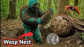 Open Wasp Nest and Remove 😱