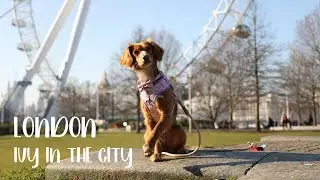 A Dogs Day Out in London | That Cockapoo Ivy