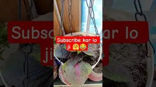 subscribe kar lo ji #funny #comedy #cute #subscribe #plants
