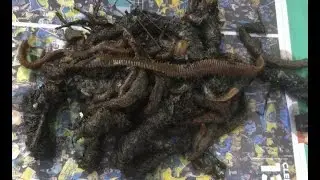Surfcasting : comment ramasser des vers &agrave; tube avec une pelle