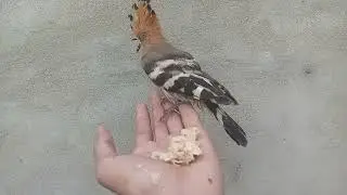 Amazing Hoopoe Bird Feeding |on Hand Move| Thumb Touch| Hudhud parinda |
