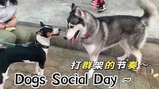 Spend time with animals- Dogs social Day#animals #dog #pets