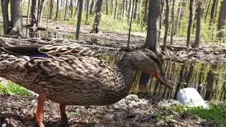 Nikon P950, 4K, Mallard Duck, Female, Canard colvert, Parc Thomas Chapais, Montr&eacute;al, 10 May 2022