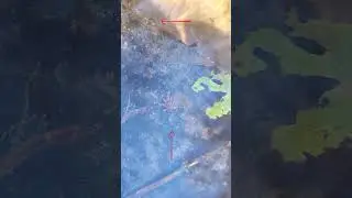 🦐Water Creatures Caught on Camera😲Full version on the channel #respect #nature #shorts