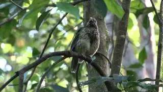 Spotted catbird  Ailuroedus crassirostris