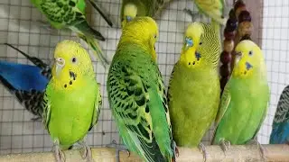 12 HR Soothing Budgie Sounds | Gentle Bird Chirps for Calm & Comfort