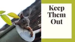 How to Keep Wild Animals Out of Your House This Winter: Humane Options