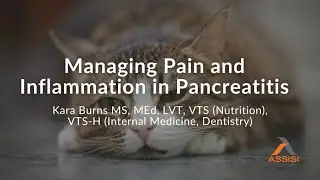 Managing Pain & Inflammation in Pancreatitis